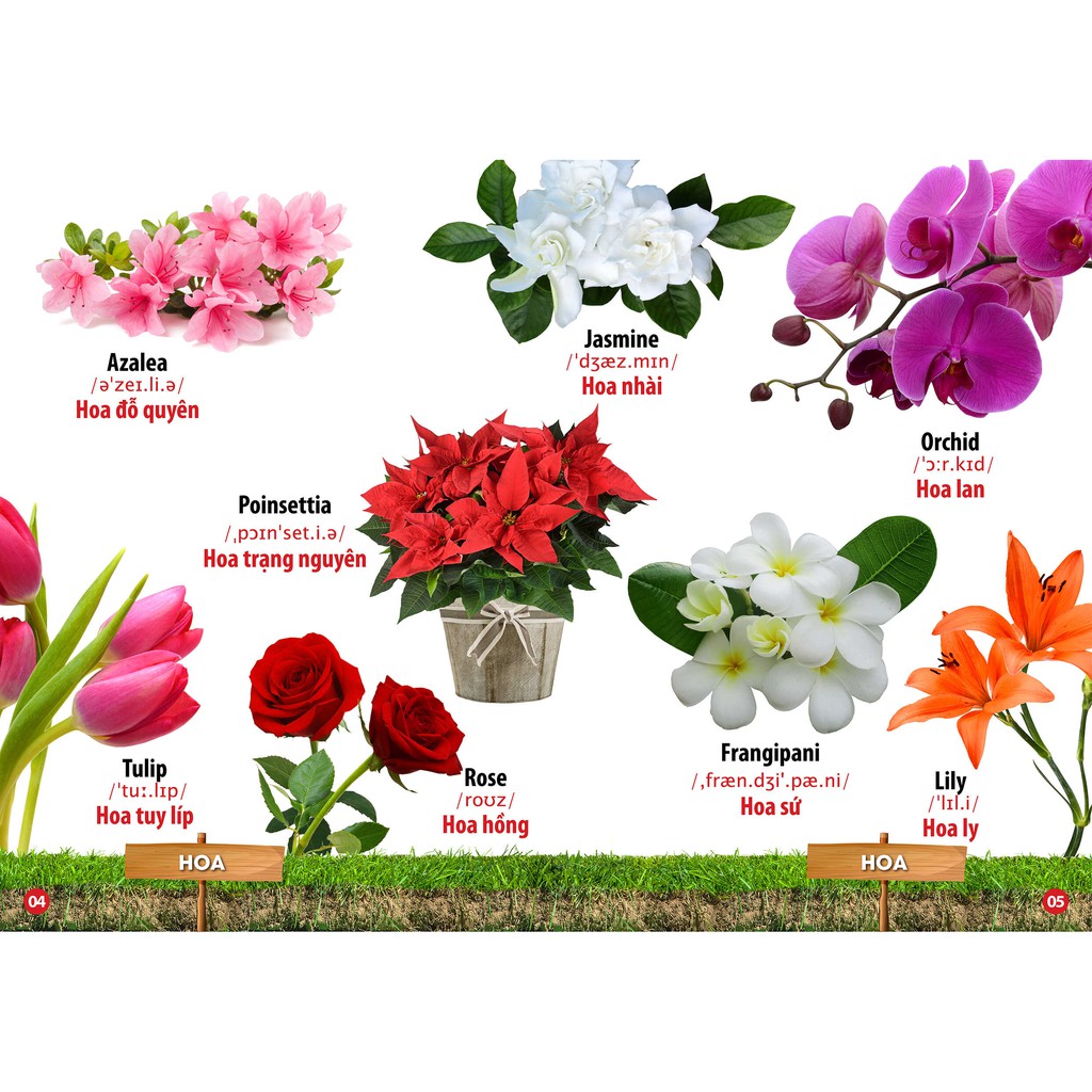 Sách - Từ Điển Bằng Hình Hoa - Quả - Rau Củ (Song Ngữ Anh - Việt)(VT)