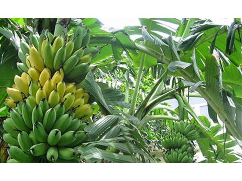 Cây giống chuối cau (siêu sớm) (có abor hành được kiểm tra hàng )