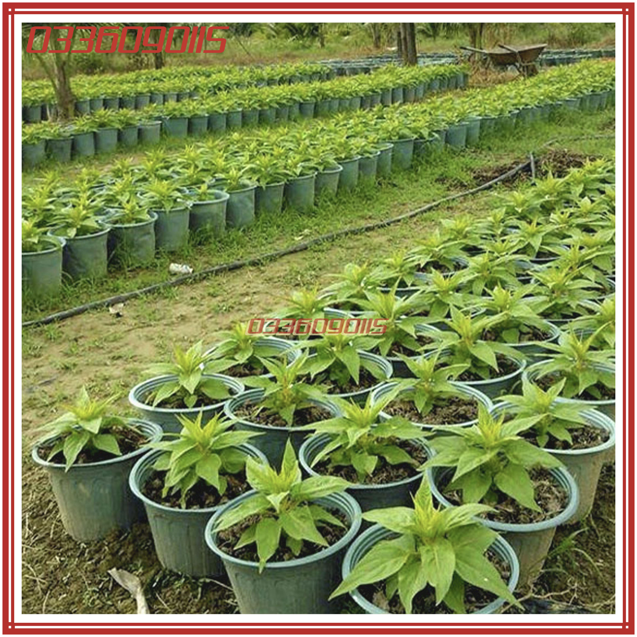 Hạt Giống Hoa Mào Gà Lửa Mix màu (100 hạt)