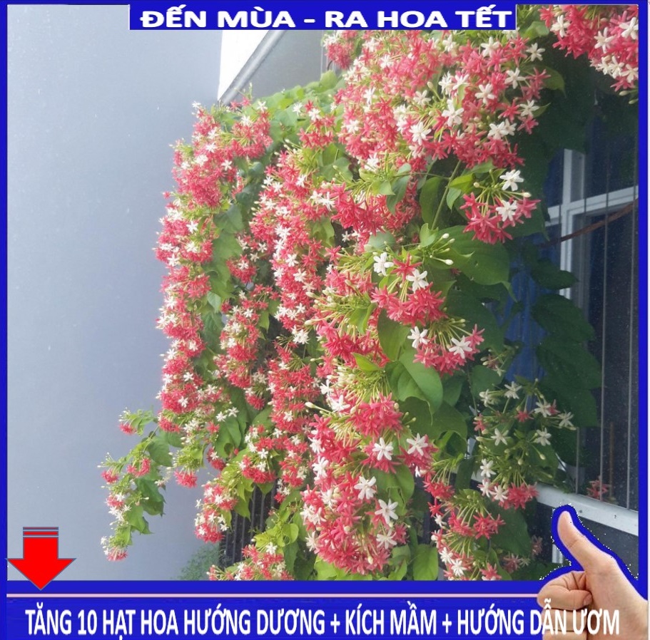 MJ254 Hạt giống Hoa leo sử quân tử 10 hạt