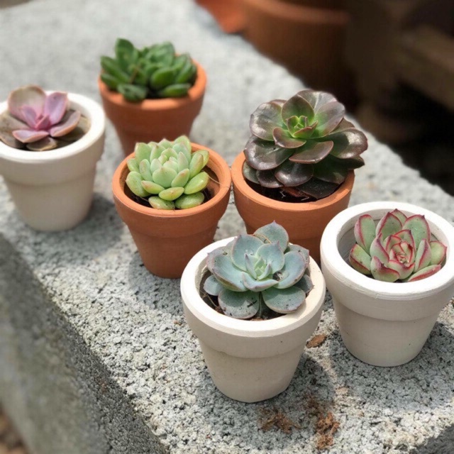 Chậu sen đá mini gồm cây và chậu