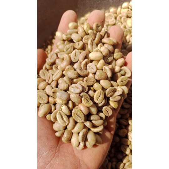 Cà phê nhân sống Arabica 500gr (Hàng chất lượng cao)