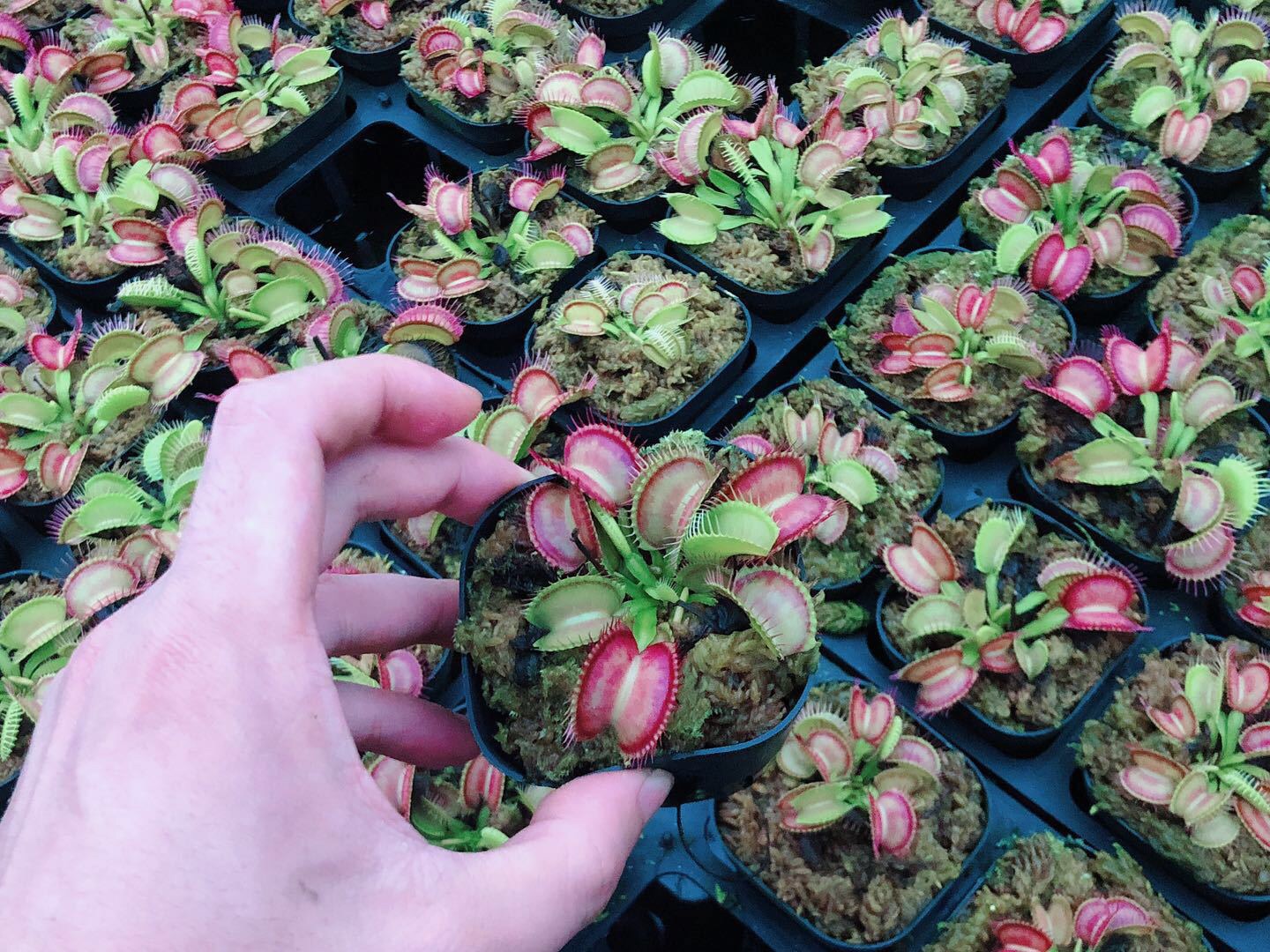 Cây ăn thịt venus flytrap