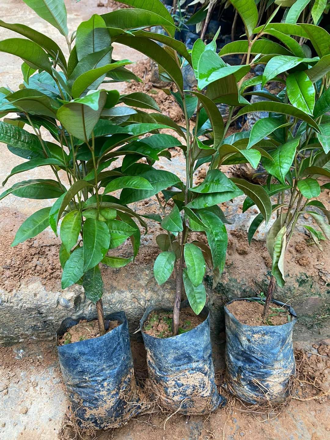 Vú sữa hoàng kim cây geo hạt (cây tốt khỏe)