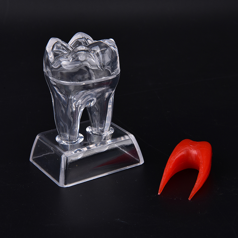 Xingwendanp 1 mô hình răng hàm răng bằng nhựa cứng đế trong nha khoa để nghiên cứu