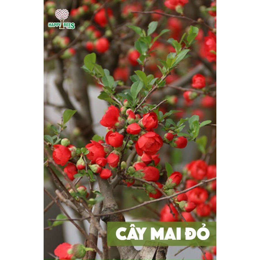 Cây mai đỏ nhật bản loại 1 cao 60cm
