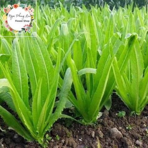 Giống rau cải nhíp - gói 10 gram