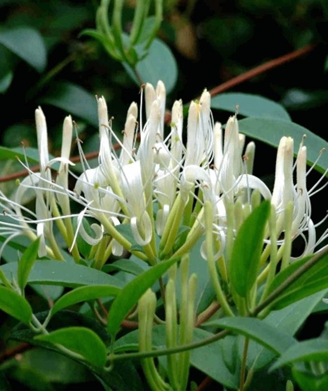 Combo 1 gói Hạt giống hoa Kim ngân leo 1 gói kích nảy mầm, 1 gói phân bón nảy chồi ra lá