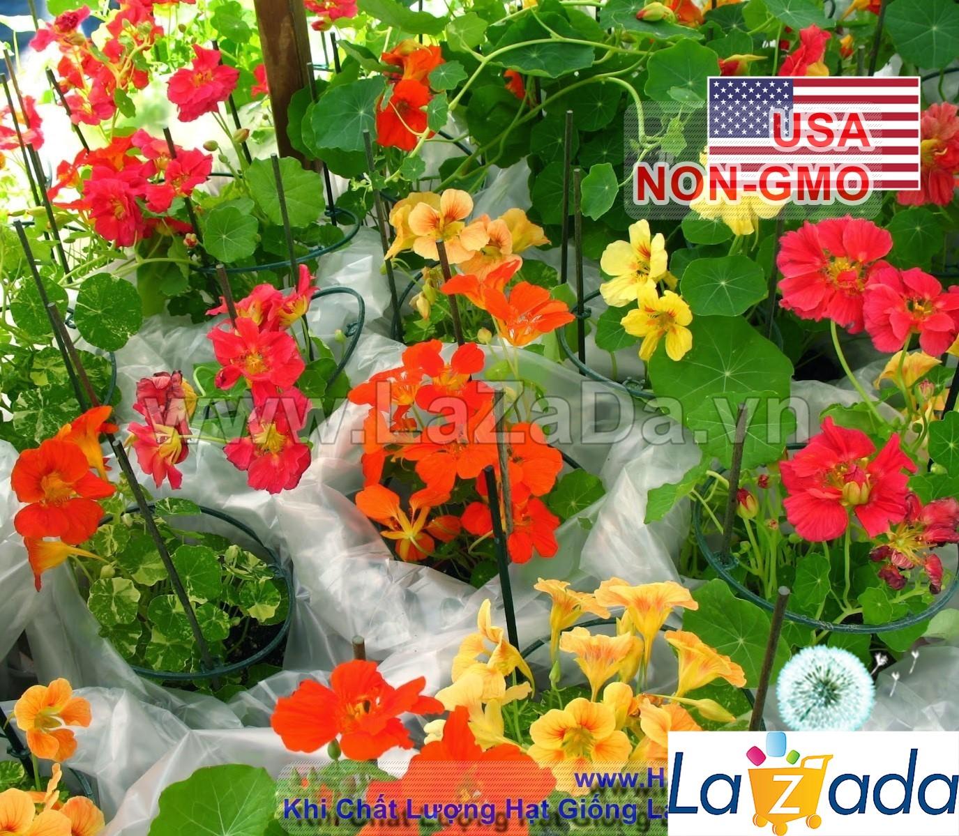 15h Hạt Giống Sen Cạn Lùn Mix Màu (C1.102| -KD: B10*V45*M209)