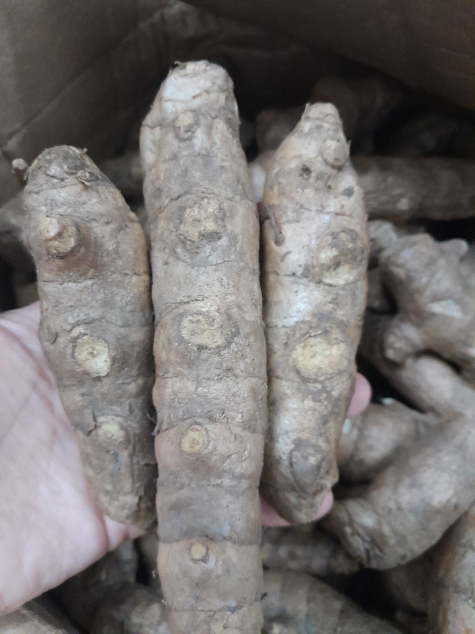 Củ Ngãi Chống Độc tươi 1kg ( ngãi trắng, nghệ trắng, nghệ rừng)