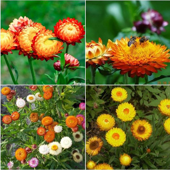 Bộ 3 gói Hạt giống hoa cúc bất tử (TẶNG gói kích thích hỗ trợ hạt nảy mầm)