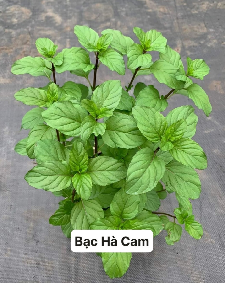 Cây Bạc Hà Cam🍊- Orange Mint