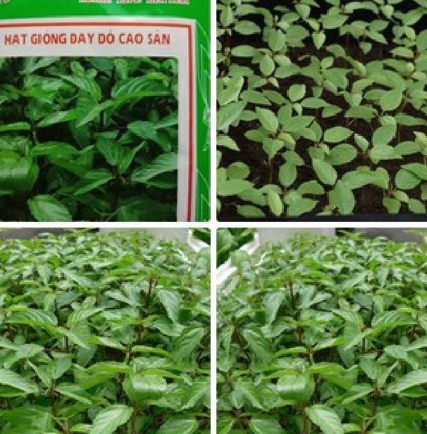 "Gói 20Gr Hạt " Hạt Giống Rau Đay Đỏ Cao Sản
