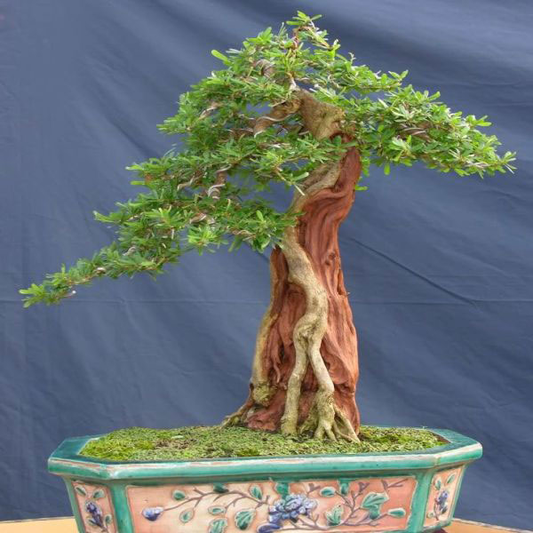 LINH SAM SIÊU BÔNG-GIÚP NÔNG DÂN ĐỔI ĐỜI