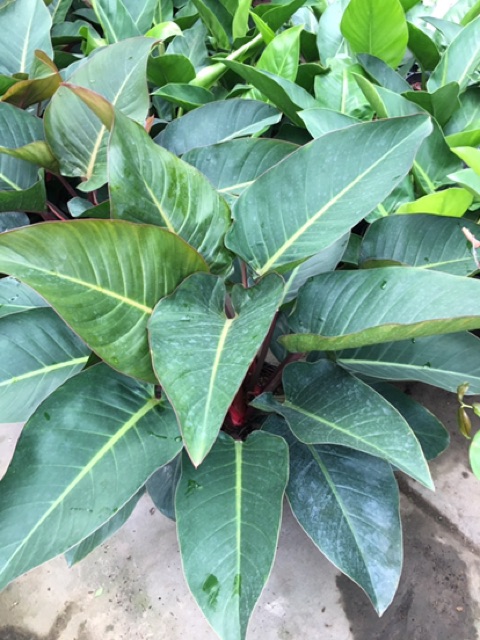 Cây trầu bà đế vương
