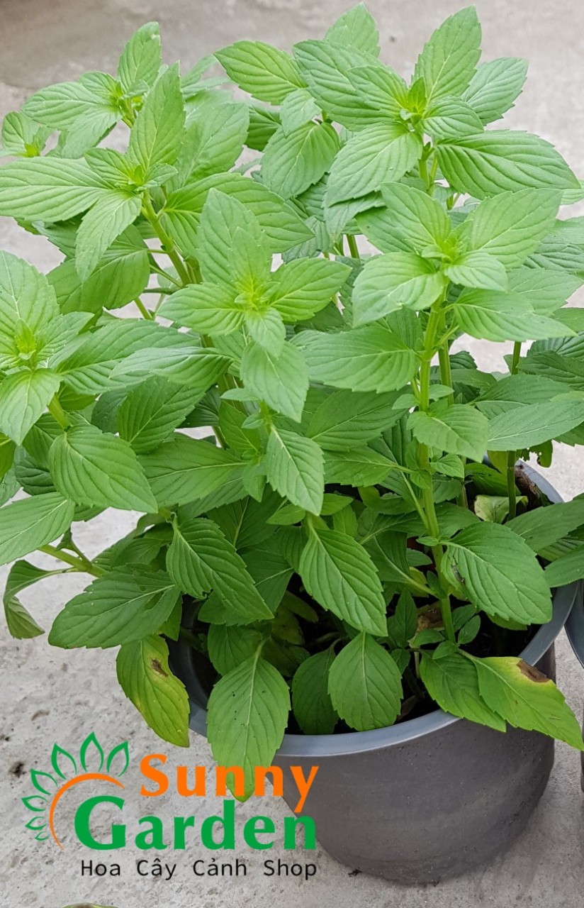 Cây Rau Húng, Cao 20-30cm - Chậu Rau Dược Liệu