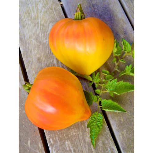 Hạt giống cà chua trái tim vàng- Gói 30 Hạt