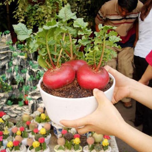 Hạt giống củ cải đỏ khổng lồ 10 hạt/ gói