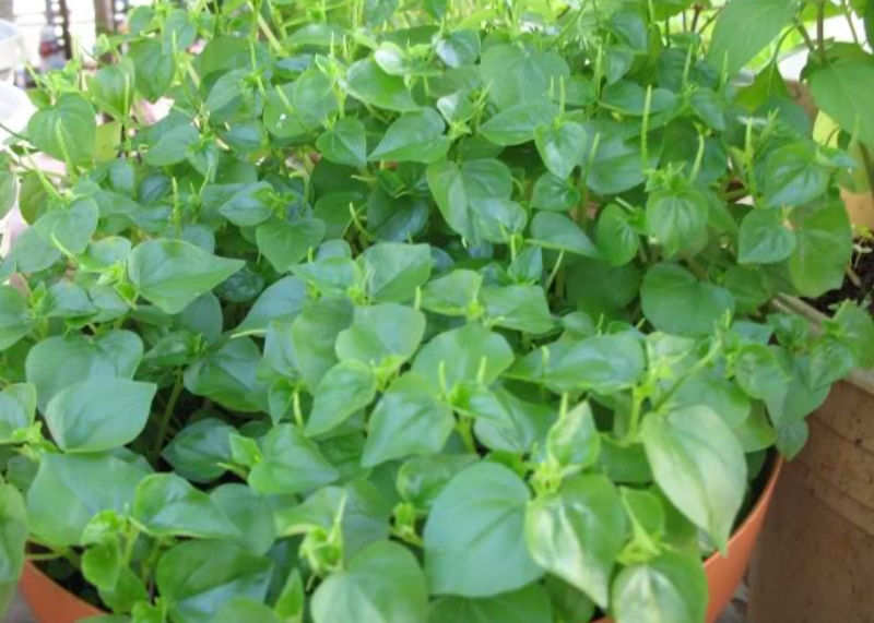 HẠT GIỐNG RAU CÀNG CUA gói 0,5 gram