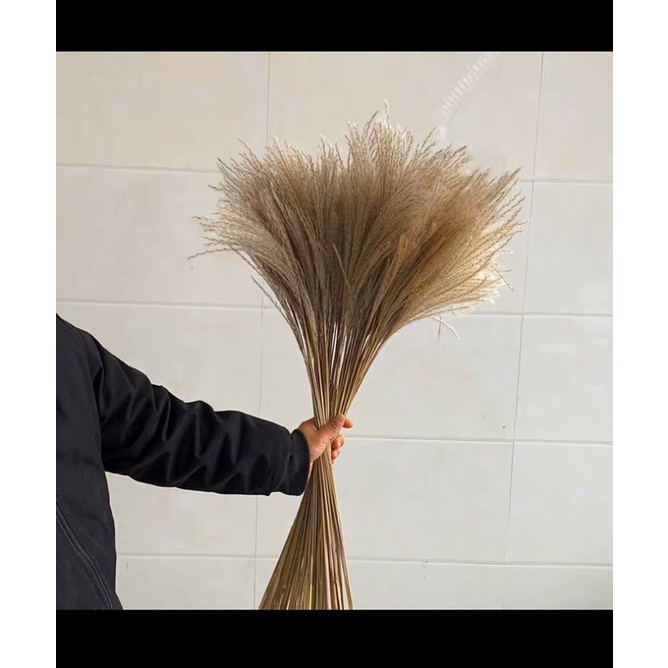 ⭐️Ảnh Thực Tế⭐️ cỏ lau mini dùng chụp ảnh trang trí