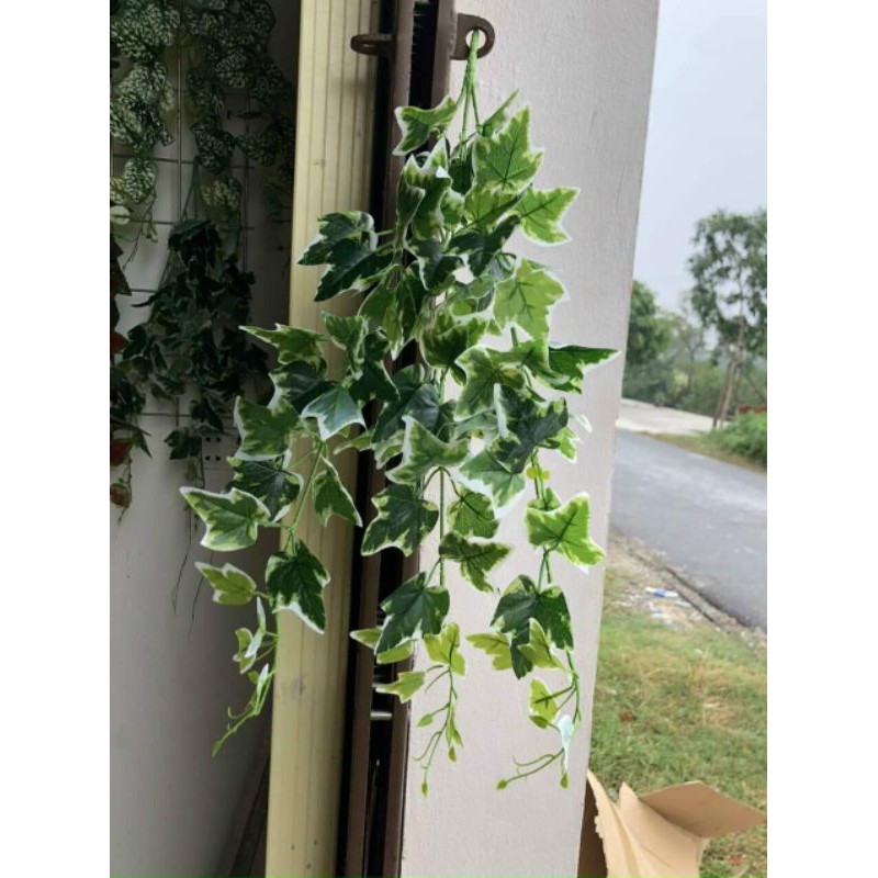 Bụi rủ lá 3 nhánh - cây cỏ giả