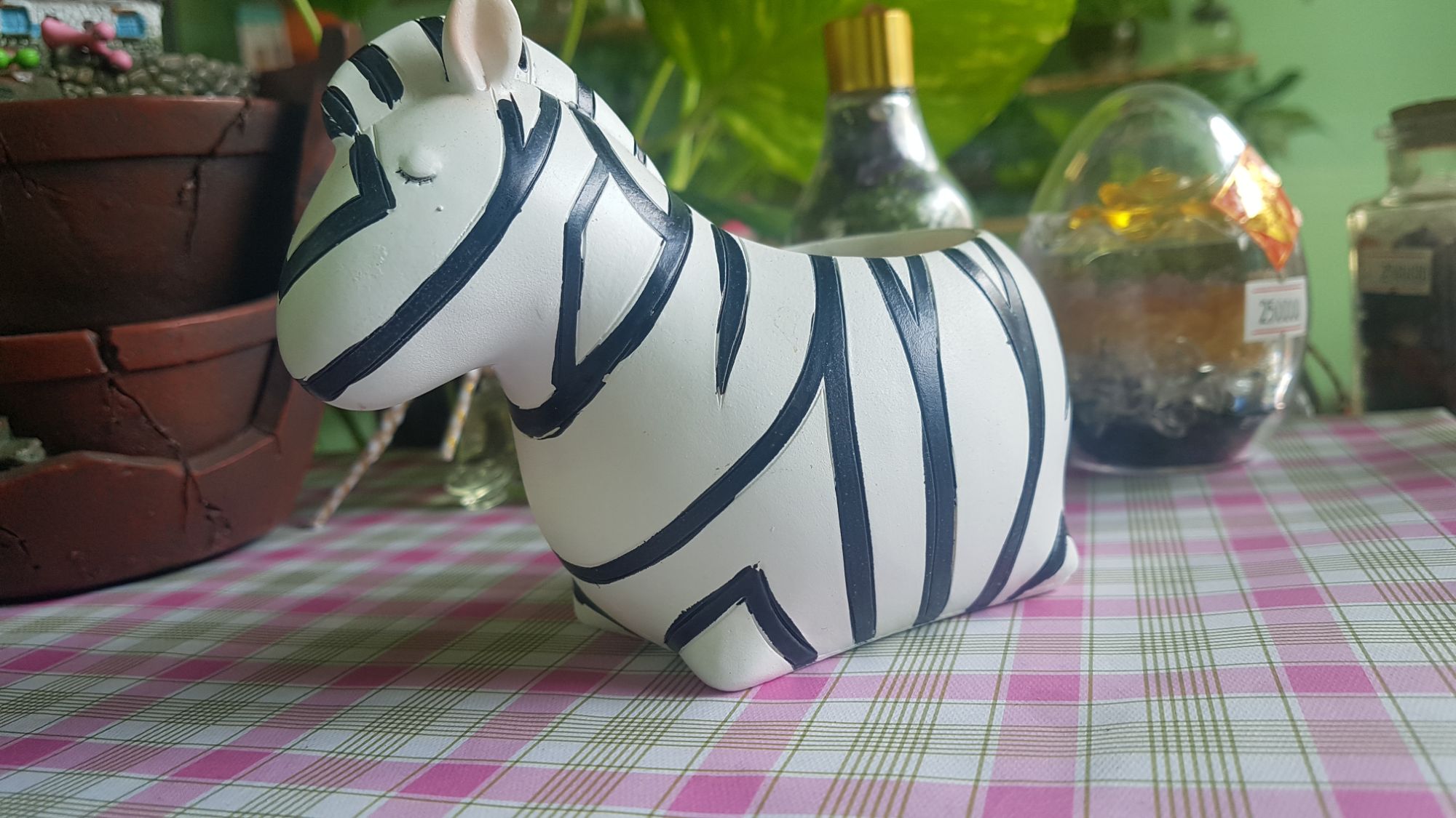 chậu trồng cây ngựa vằn
