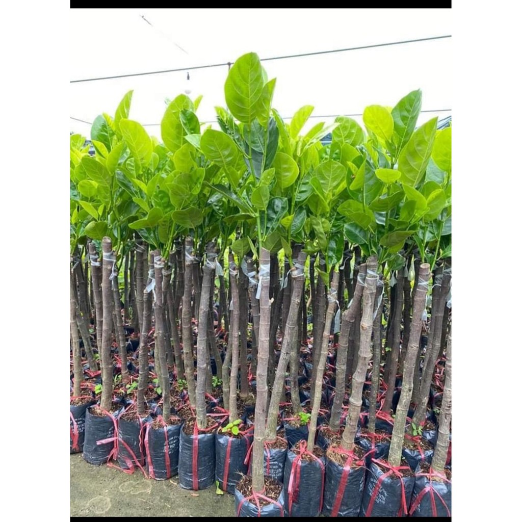 Cây Mít Malaisia Ruột Đỏ ( Cây Ăn Quả)