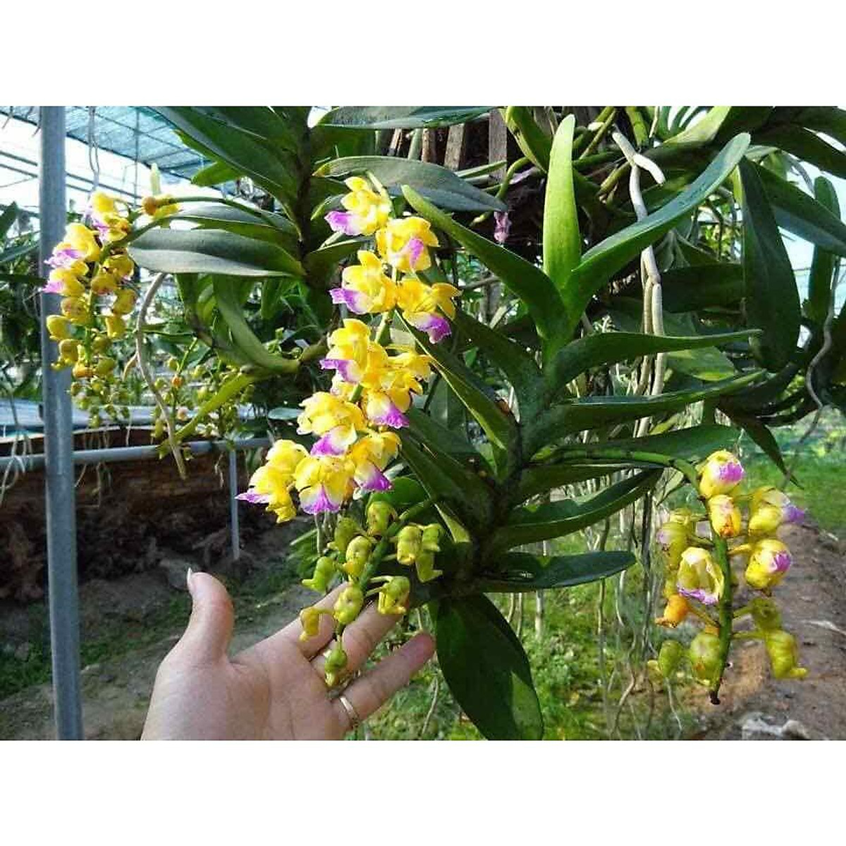 Phong lan hoàng nhạn tháng 8