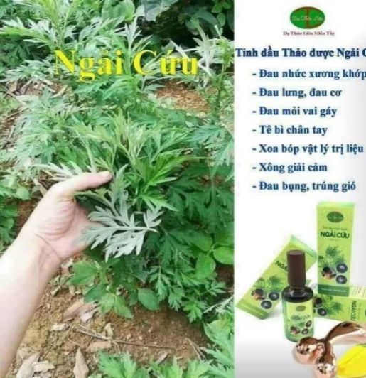 Tinh dầu thảo dược ngải cứu Dạ Thảo Liên.