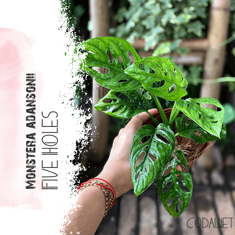 Cây Monstera adansonii Five Holes (Trầu Bà Lỗ, Quái Vật Lỗ) chậu nhựa