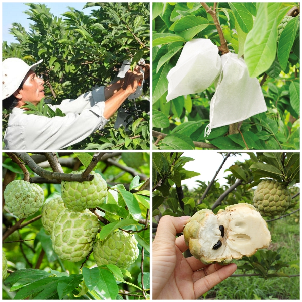 Combo  100  Túi Bọc Ổi Chất Lưọng may chắc chắn 18.20