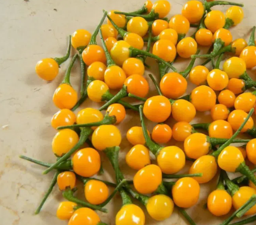 Gói 10 trái ớt peru Aji Charapita Mắc Nhất Thế Giới