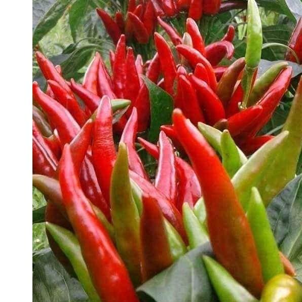 Hạt giống ớt chùm đỏ siêu cay Thái Lan - 30 hạt