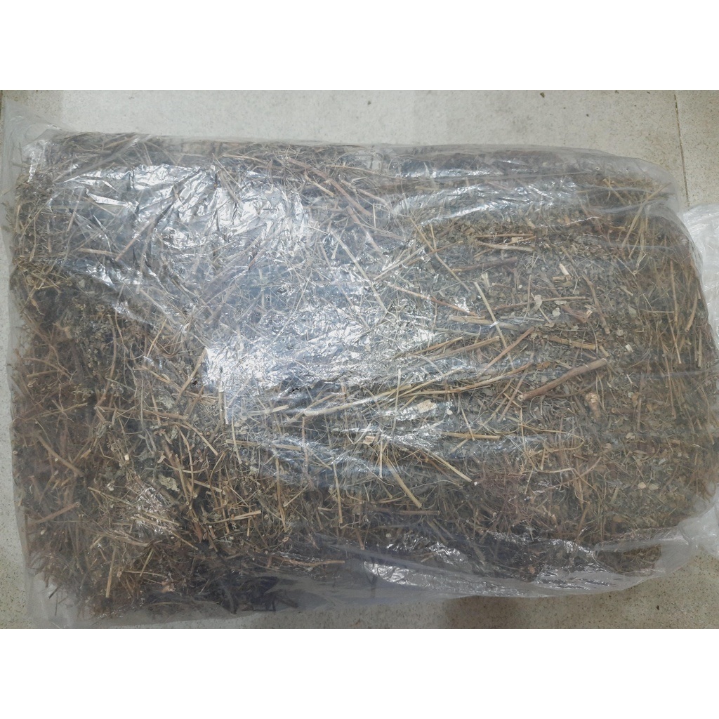 diệp hạ châu phơi khô