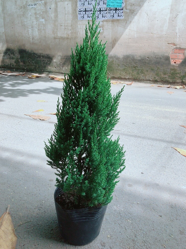 Cây Tùng (Cây Sơn Tùng)