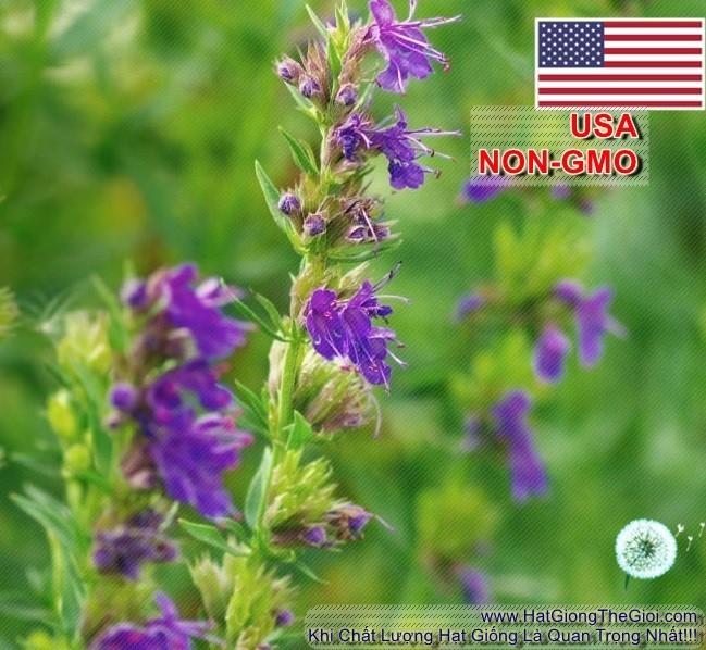 1GR 650.HAT Hạt Giống Bài Hương Hyssop (| C26*W43*M207)