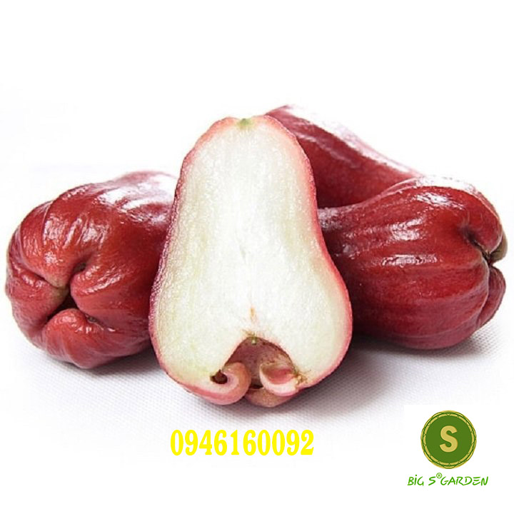 Cây Giống Mận đỏ An Phước