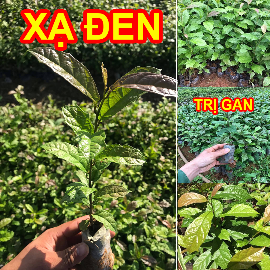 [Cây dược liệu] Combo 3 Cây giống Xạ Đen Hoà Bình, giải độc, mát gan
