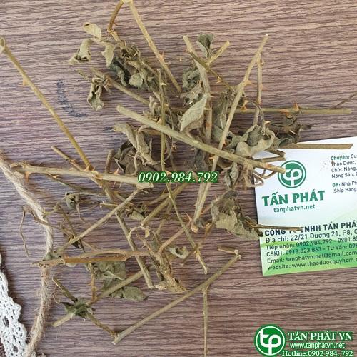 Cà gai leo cao cấp khô 500g - Hàng sạch xanh - Chất lượng cao - Giá tốt