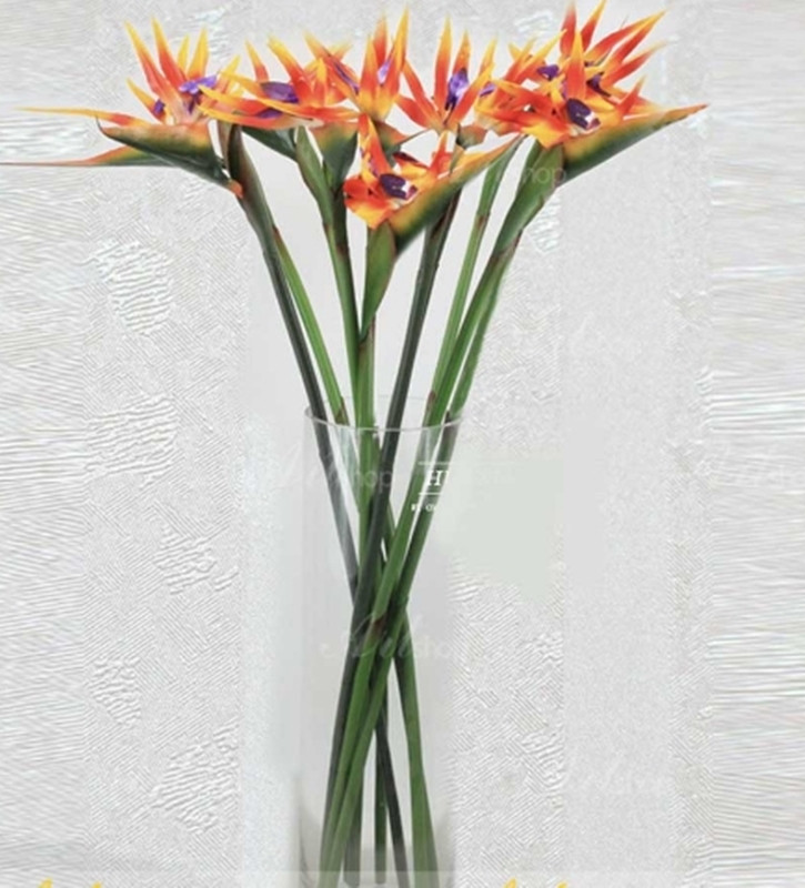 CÂY THIÊN ĐIỂU