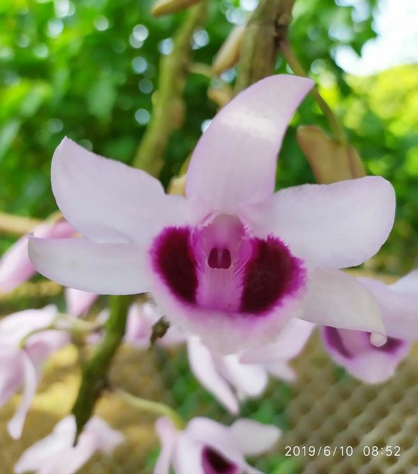 Chậu hoa lan Phi Điệp tím Hòa Bình, 2 năm tuổi