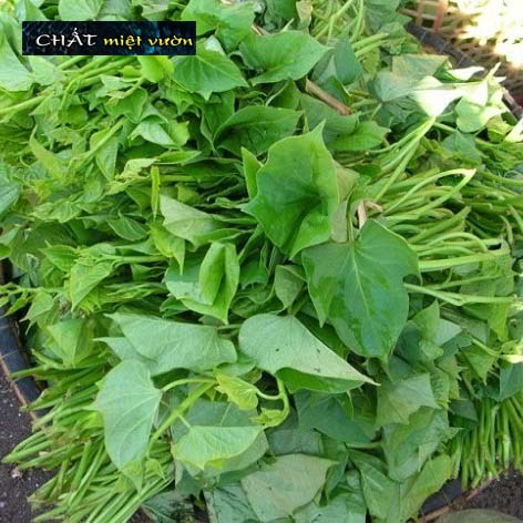 Bó 10 Dây khoai lang giống siêu củ/siêu đọt (1 cây giống đỏ/xanh dài ~35cm)
