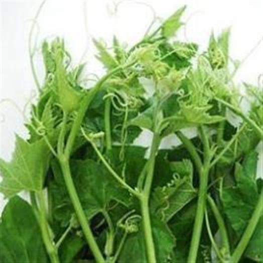 Hạt giống bí ngọn siêu đọt- gói 20 gram