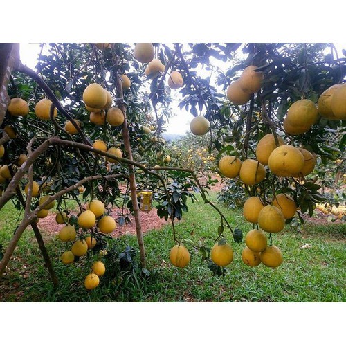 CÂY GIỐNG BƯỞI DIỄN SIÊU NGON