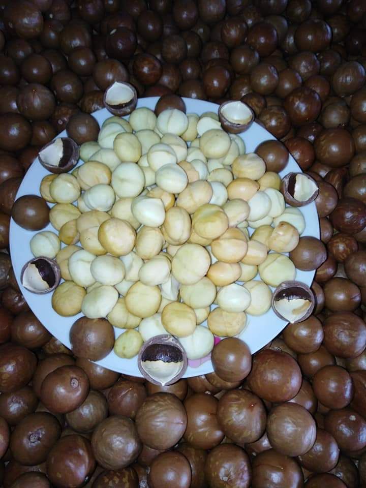 Macca Rang Củi