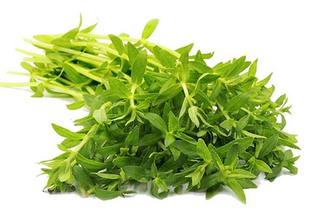 [HCM]Chậu Cây rau om (Rau ngổ thơm)