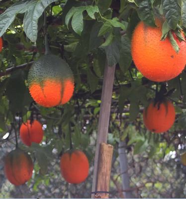 Hạt giống cây gấc cao sản ( gói 10 hạt )