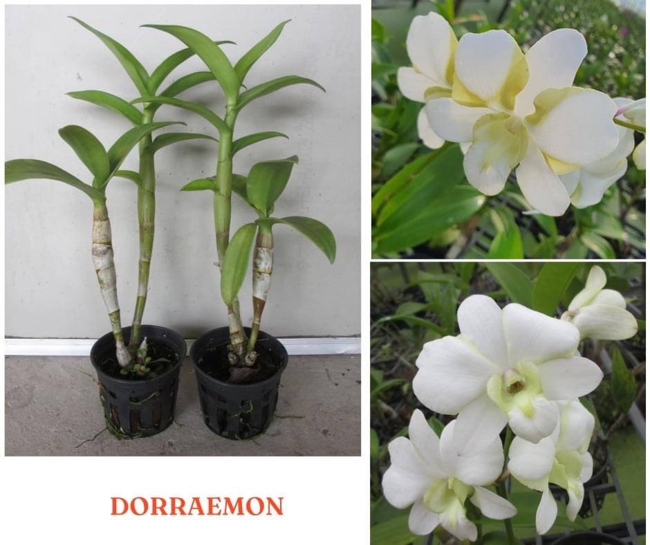 Hoa lan ĐÔREMON