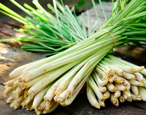 Gói 10 hạt giống Sả Chanh
