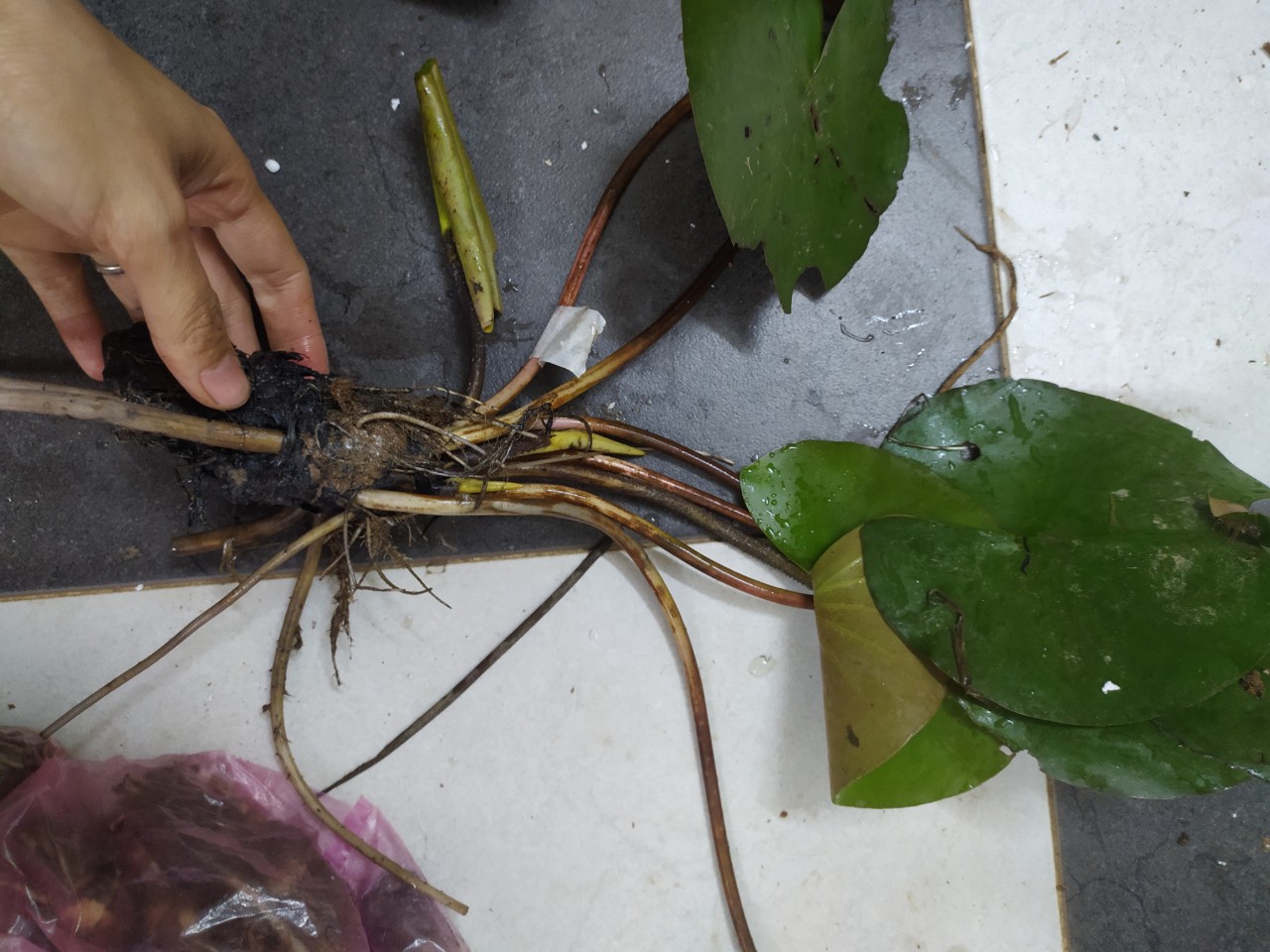 (Chỉ gưi miền bắc- trung ) [RẺ VÔ ĐỊCH] Củ hoa Súng Thái Wanvisa- bảo hành màu sắc
